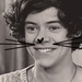 ♥ One Direction Cat Icon ♥ - one-direction icon