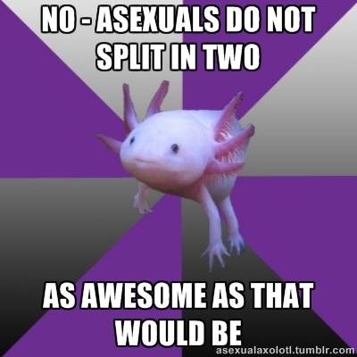  Asexual Axolotl