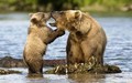 Bears  - animals photo