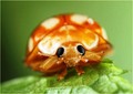 Bug  - animals photo