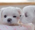 Just adorable!! - puppies photo