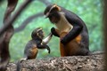 Monkeys  - animals photo