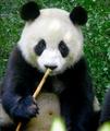 Panda bear - animals photo