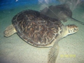 Sea turtle - animals photo