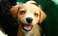 Smiling Puppy <3 - animals photo