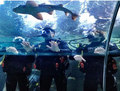 The Wanted Shark Swimming - the-wanted photo