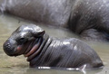 baby hippo - random photo