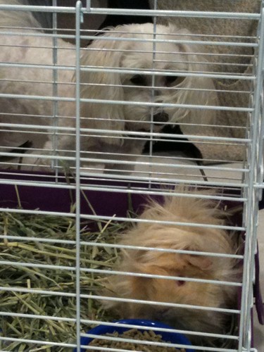 guinea pig and dog!