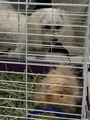 guinea pig and dog! - random photo