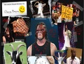 DB anger management collage - wwe photo