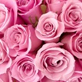 Pink Roses  - random photo