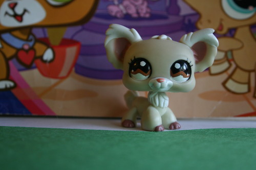  Some of my Littlest Pet Shops