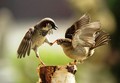 Sparrows  - animals photo