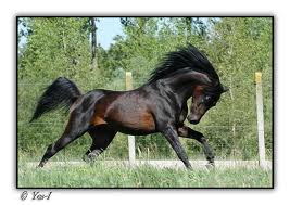  beautyful horse