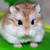  Round 28: Roborovski hamster [franciska]