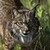  Iberian lynx