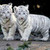  tiger twins