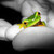  Round 3: Green Frog [CAITYPIE]