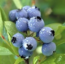  What do raw blueberries taste like?
