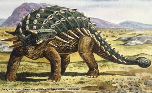  DINOSAUR GROUPS - They are a group of armored herbivorous quadrupeds