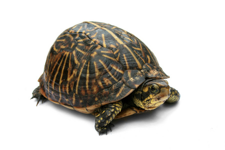  are turtles irish