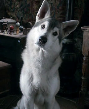  What is Arya's direwolf called?