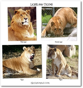  What are the parents for a liger and a tigon?