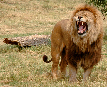  How far is a lions roar?
