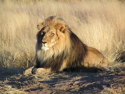  How long do lions live in the wild?