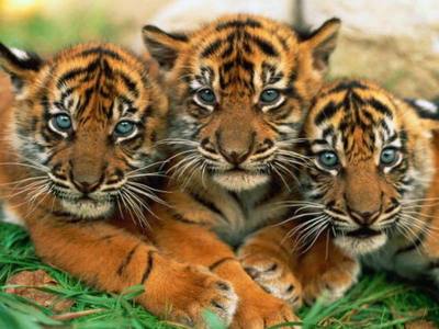 T/F, All Tigers have the same stripes?