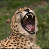 How many teeth does a cheetah have?