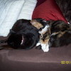 cuddle cats amath photo