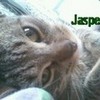 my cat jasper AngelacolorfulC photo