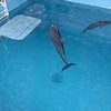 a pic I took from Winter the dolphin