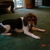 my beagle feltbeats6366 photo
