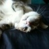 This my cat Tiger......he is sooo cute xLolitagirlxemo photo