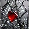 color splash heart in fence animelover12297 photo