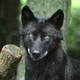 darkwolf546's photo