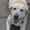my dog, daisy,my favorite dude! the cutest thing ever, shes a lab!!! i love her bestest15 photo