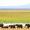 elephants :) CyD12 photo