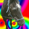 rainbow Bryn cropper photo