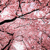 cherry blossoms xCottonCandyx photo