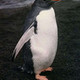 penguin01's photo