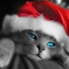 merry cristmas catty punkieprincess photo