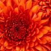Chrysanthemum Mentalist100 photo