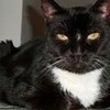 Severus Cat waimea photo