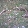 this scelontin is in my yard -___- sppedohedgie15 photo