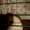 bugzy my guinea pig sppedohedgie15 photo