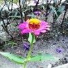 flower ashonda photo