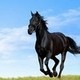 gallopinghorse